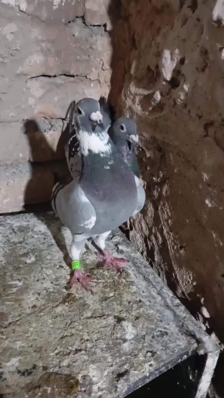 ماده پلاکی|پرنده|مشهد, پورسینا|دیوار