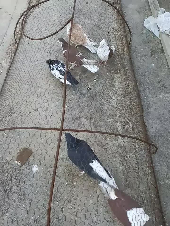 کبوتر فروشی|پرنده|قوچان, |دیوار