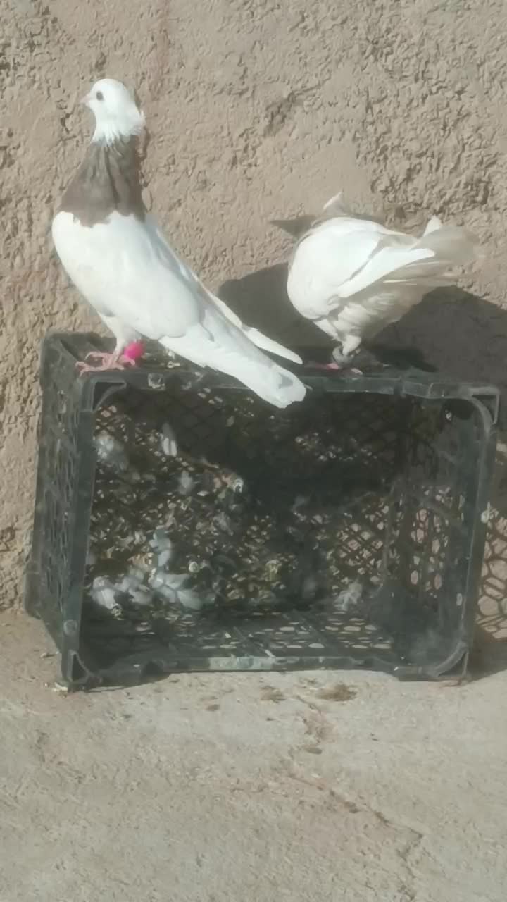 طوقی|پرنده|دهدشت, |دیوار