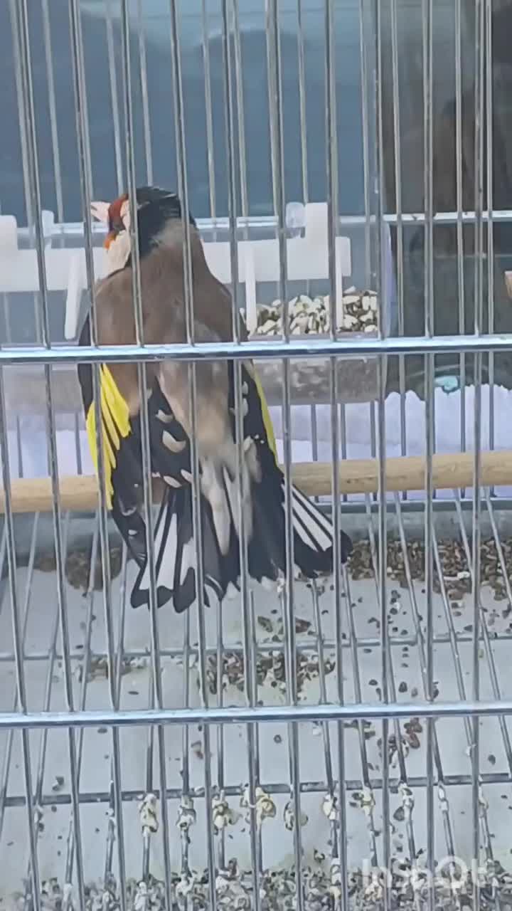 سهره کت بازکن صلیب|پرنده|گلستان (تهران), |دیوار