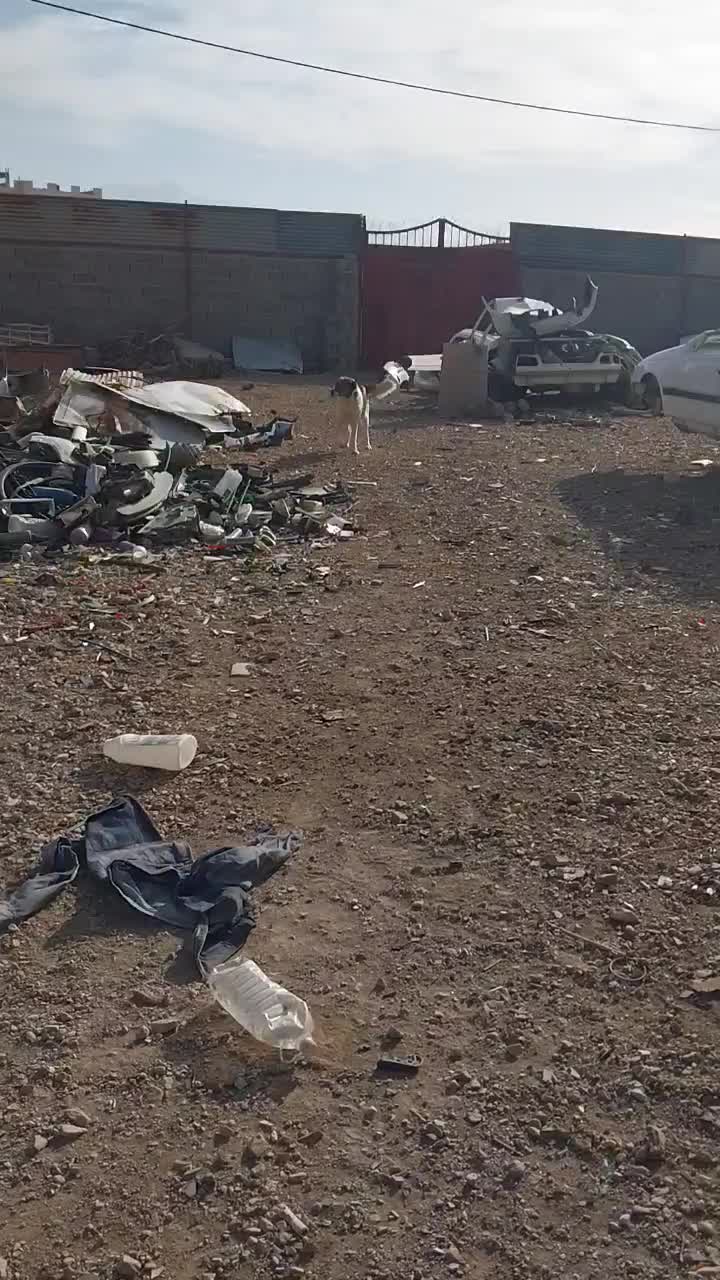 سگ نگهبان|سگ|زرند, |دیوار