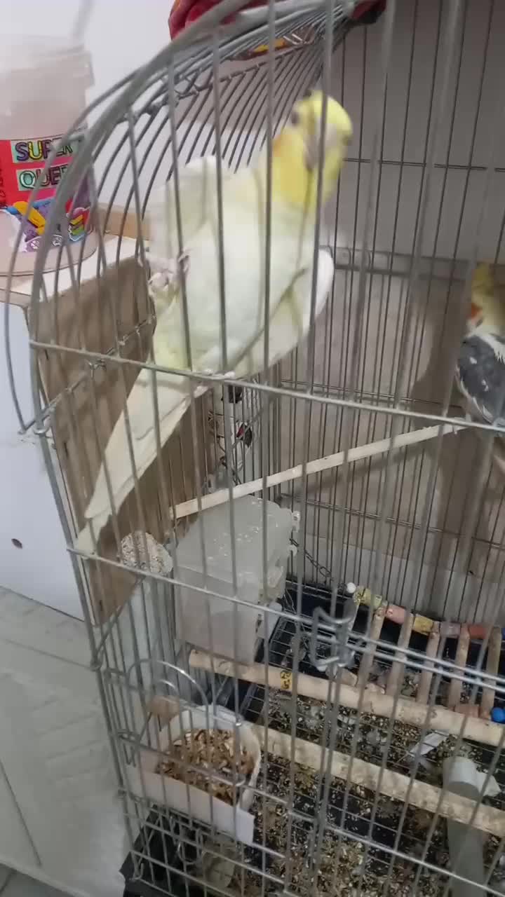 ۲عددعروس هلندی|پرنده|قم, سید معصوم|دیوار