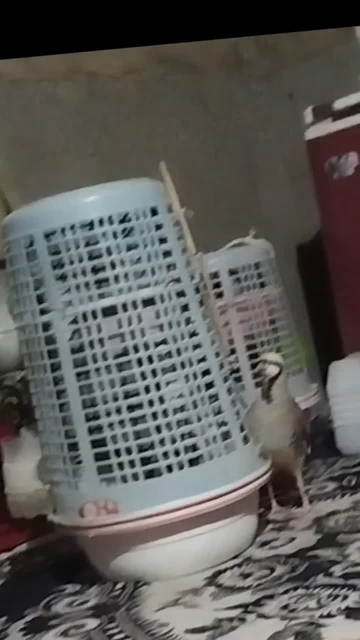 بلدرچین کردی|پرنده|سراوان, |دیوار