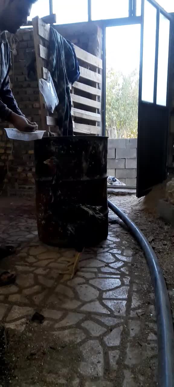 خروس لاری ۵.۵ دونگ|حیوانات مزرعه|مشکیندشت, |دیوار