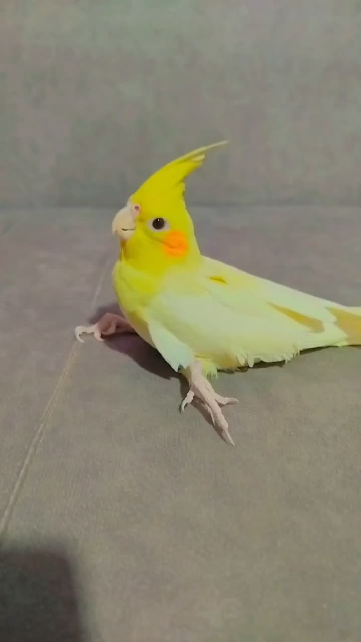 جوجه عروس پا باز|پرنده|جنت, |دیوار