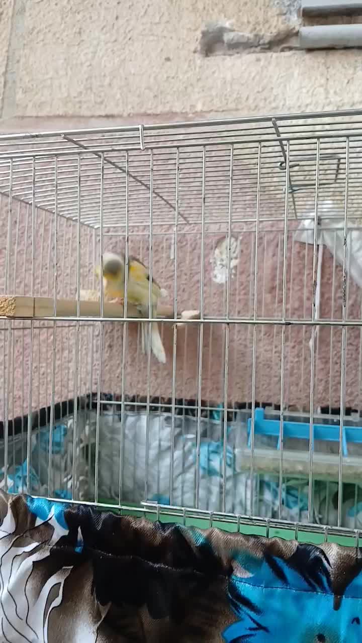 قناری نر|پرنده|میاندوآب, |دیوار