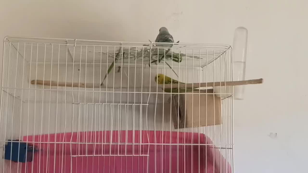 یک جفت مرغ عشق|پرنده|بجنورد, |دیوار