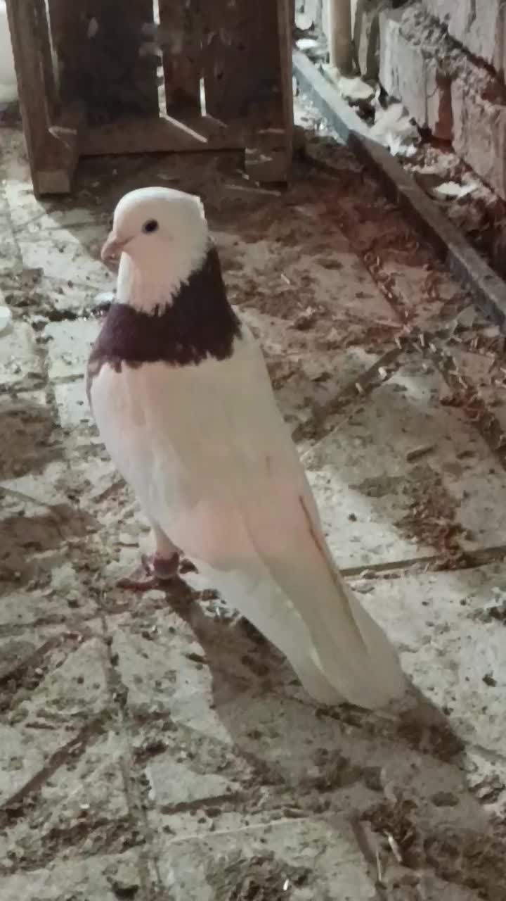 نر طوقی|پرنده|فلاورجان, |دیوار