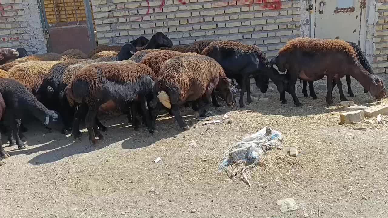 فورش|حیوانات مزرعه|زنجانرود, |دیوار