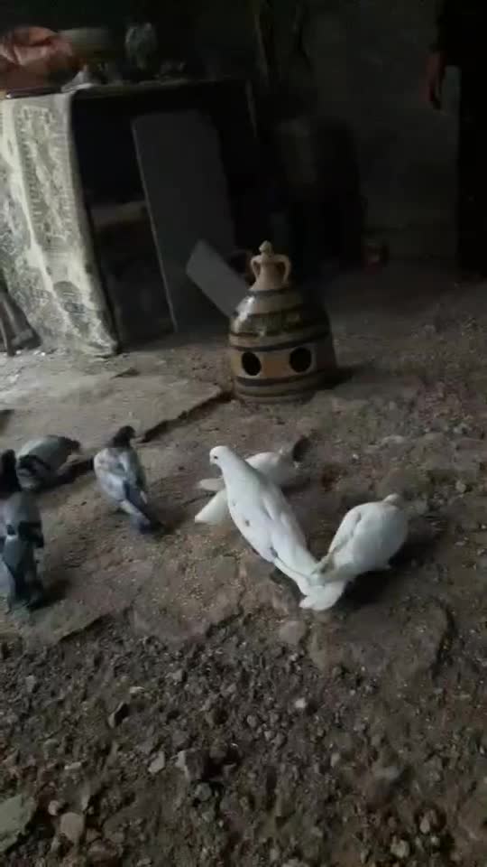 کبوتر تهرانی تیرماه پریده|پرنده|کرمانشاه, |دیوار