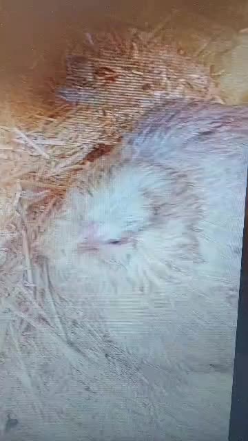 کوشین|حیوانات مزرعه|اصفهان, شیخ طوسی|دیوار