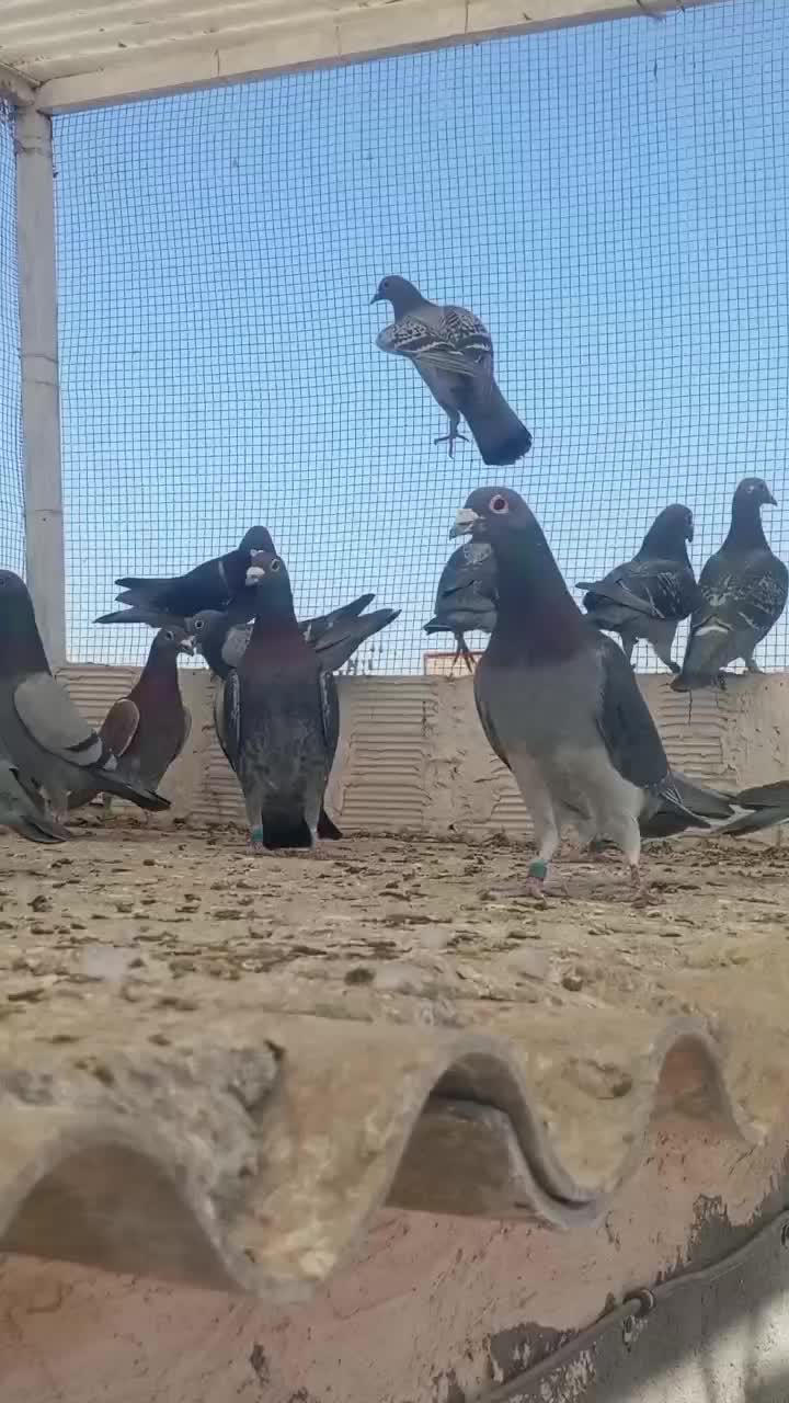 مسافتی مسابقه دهنده|پرنده|مشهد, انقلاب|دیوار