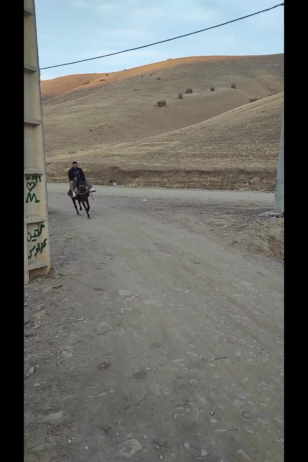 اسب یورقه 5 سال|اسب و تجهیزات اسبسواری|مهاباد (آذربایجان غربی), |دیوار