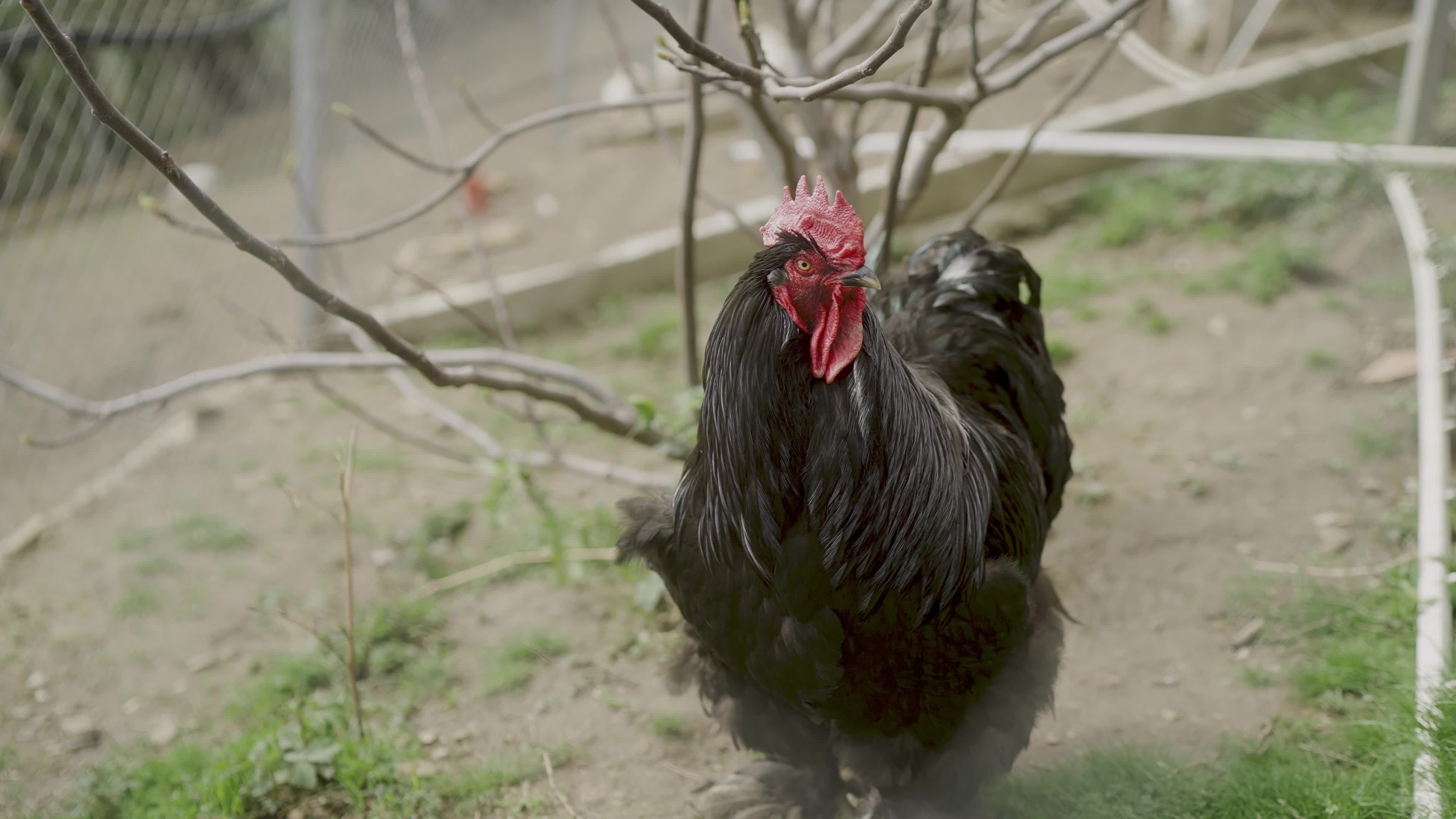 دام پرنده با ذبح|حیوانات مزرعه|مشهد, هنرستان|دیوار
