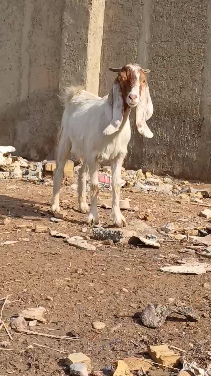 بز بز|حیوانات مزرعه|اهواز, پردیس|دیوار