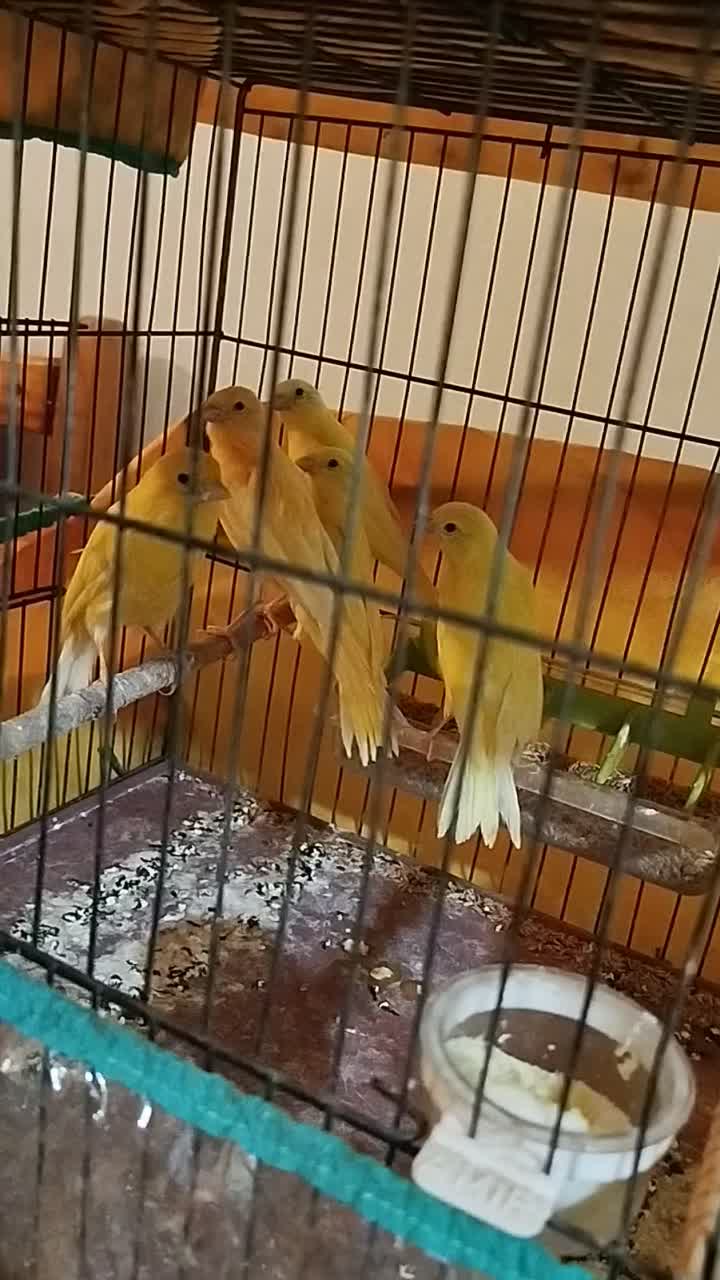 جوجه قناری|پرنده|اردبیل, |دیوار