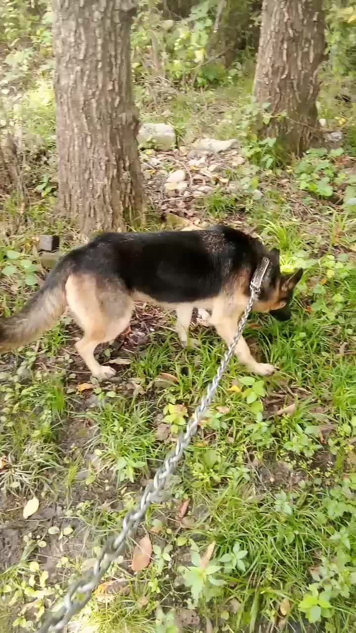 ژرمن ماده واگذاری|سگ|سنگر, |دیوار