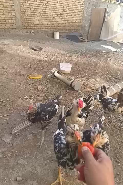 مرغ وخروس گلین وپنگوئنی|حیوانات مزرعه|سنندج, |دیوار