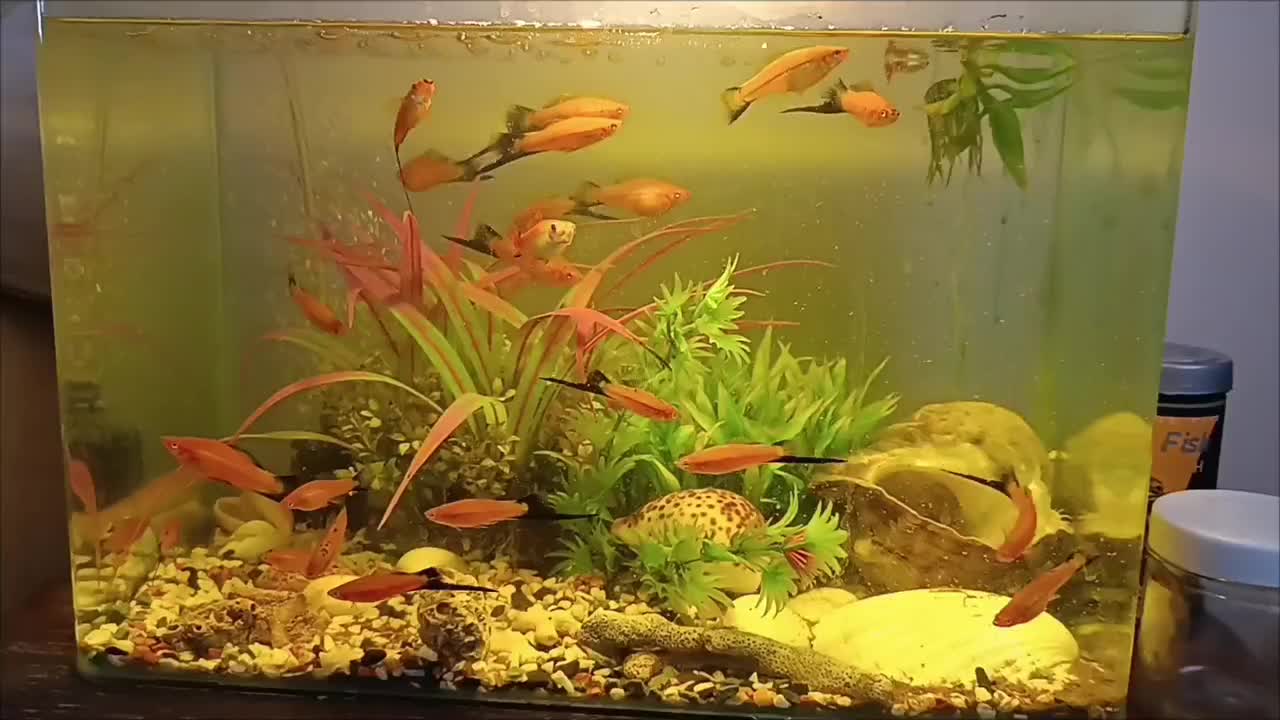 تعدادی ماهی دم شمشیری سواردتل و کت فیش با اکواریوم|ماهی|تهران, مهران|دیوار