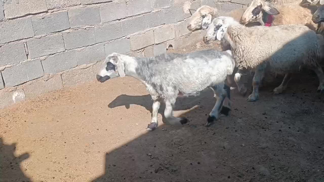 ۶ راس میش وبره|حیوانات مزرعه|کربال, |دیوار