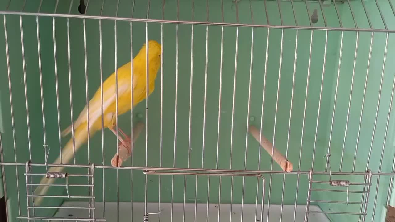 ماده قناری رسمی بلند بازاری|پرنده|اصفهان, احمدآباد|دیوار