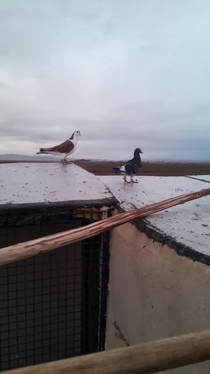 کبوتر|پرنده|اسفراین, |دیوار