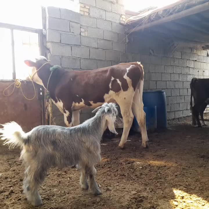 گوساله نر المانی|حیوانات مزرعه|شادگان, |دیوار