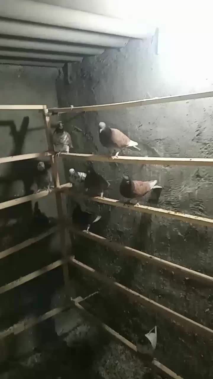 همه پرشی|پرنده|اردکان, |دیوار