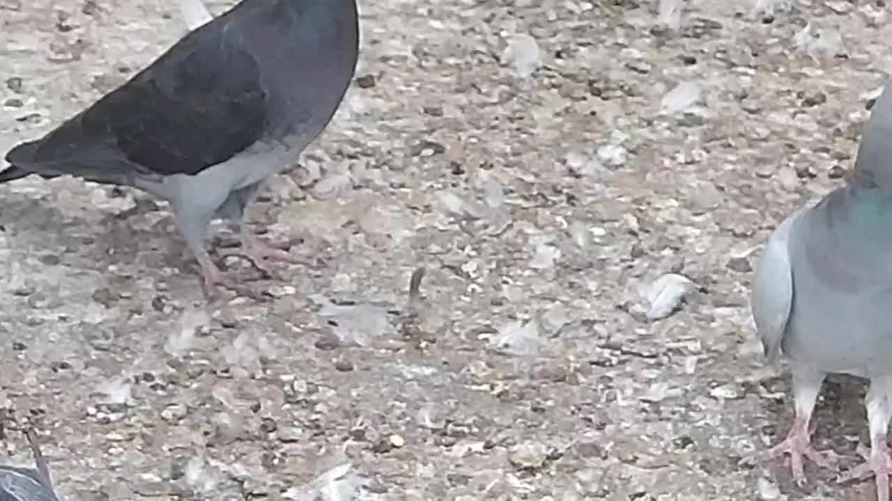 کبوتر|پرنده|برازجان, |دیوار