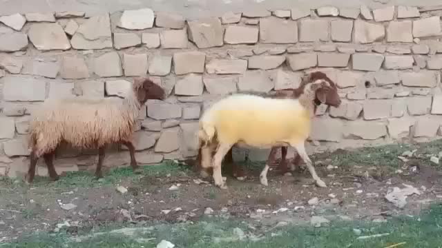 میش آبستن نژادغزل همو|حیوانات مزرعه|مسجد سلیمان, |دیوار