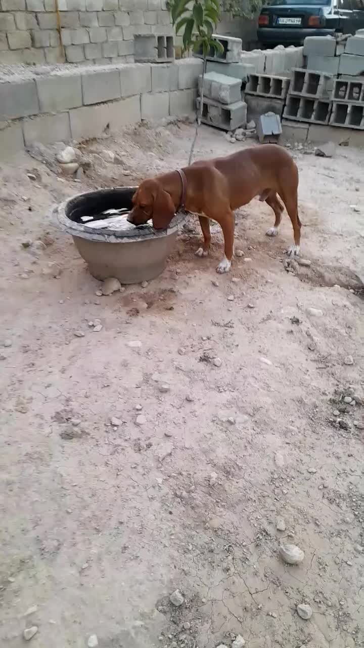 شکاری ۱۵ ماهه مخصوص پرنده و شکار ردزن|سگ|آشخانه, |دیوار