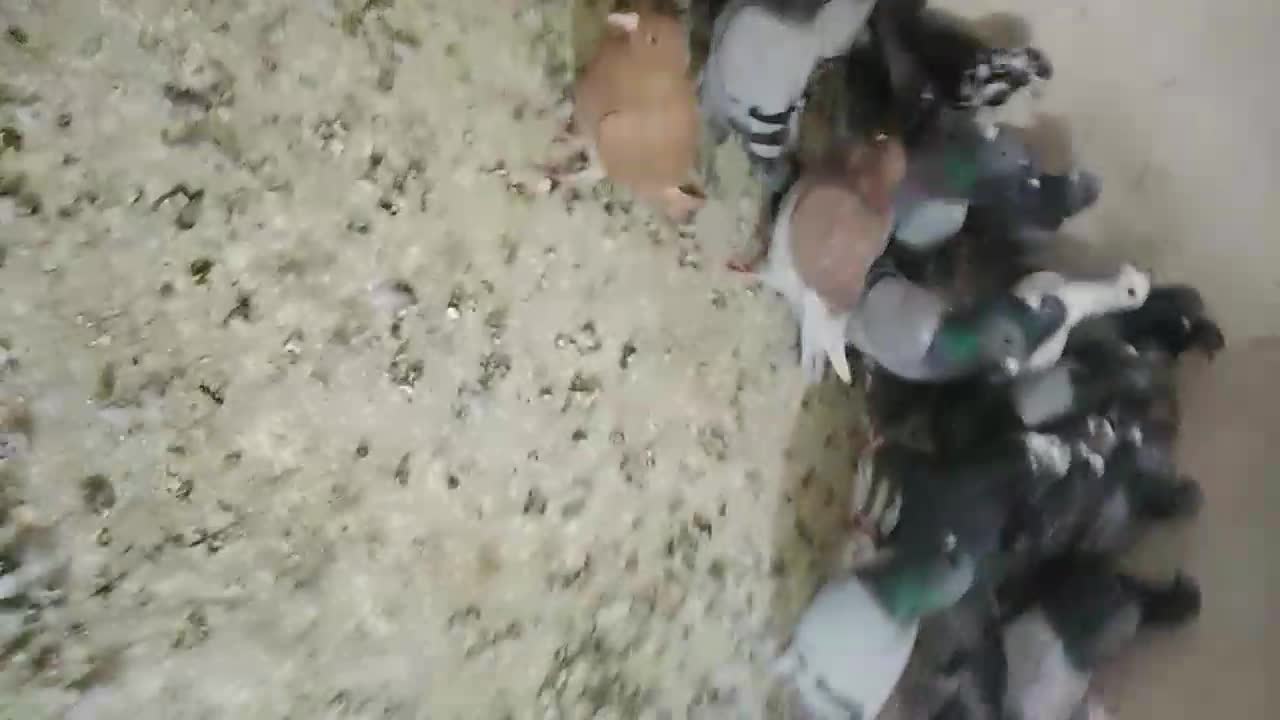 کفتر پلاکی|پرنده|شیراز, سعدیه شمالی|دیوار