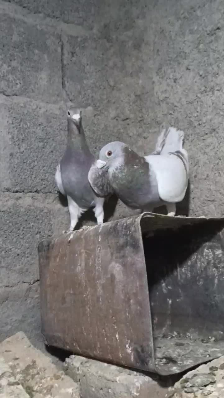 کفتر اوغون|پرنده|ملک‌آباد, |دیوار