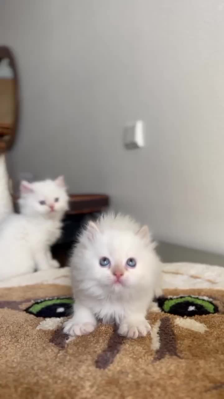 پرشین عروسک|گربه|تهران, تهرانسر مرکزی|دیوار