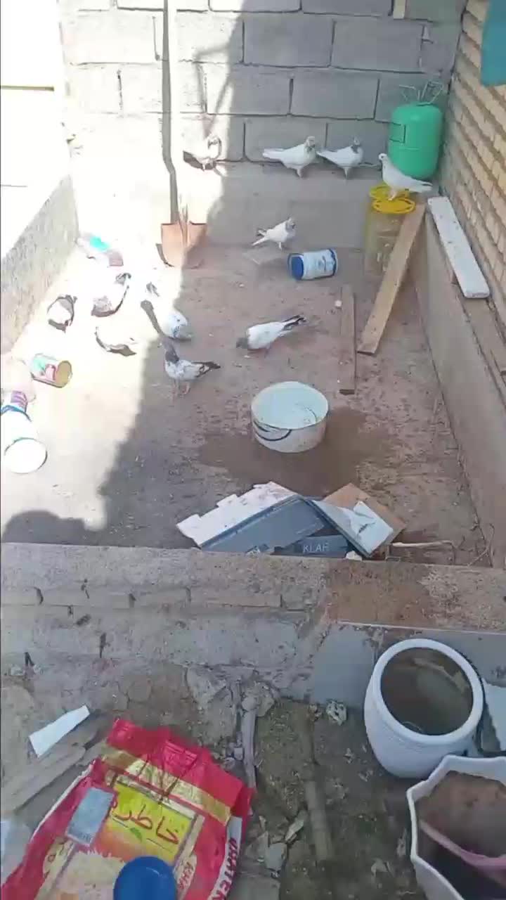 شیخی|پرنده|شادگان, |دیوار