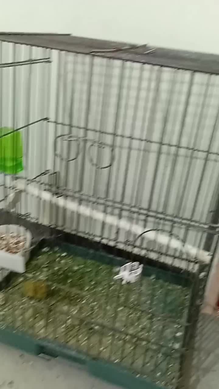 عروس هلندی مولد و‌ تضمینی|پرنده|ایرانشهر, |دیوار