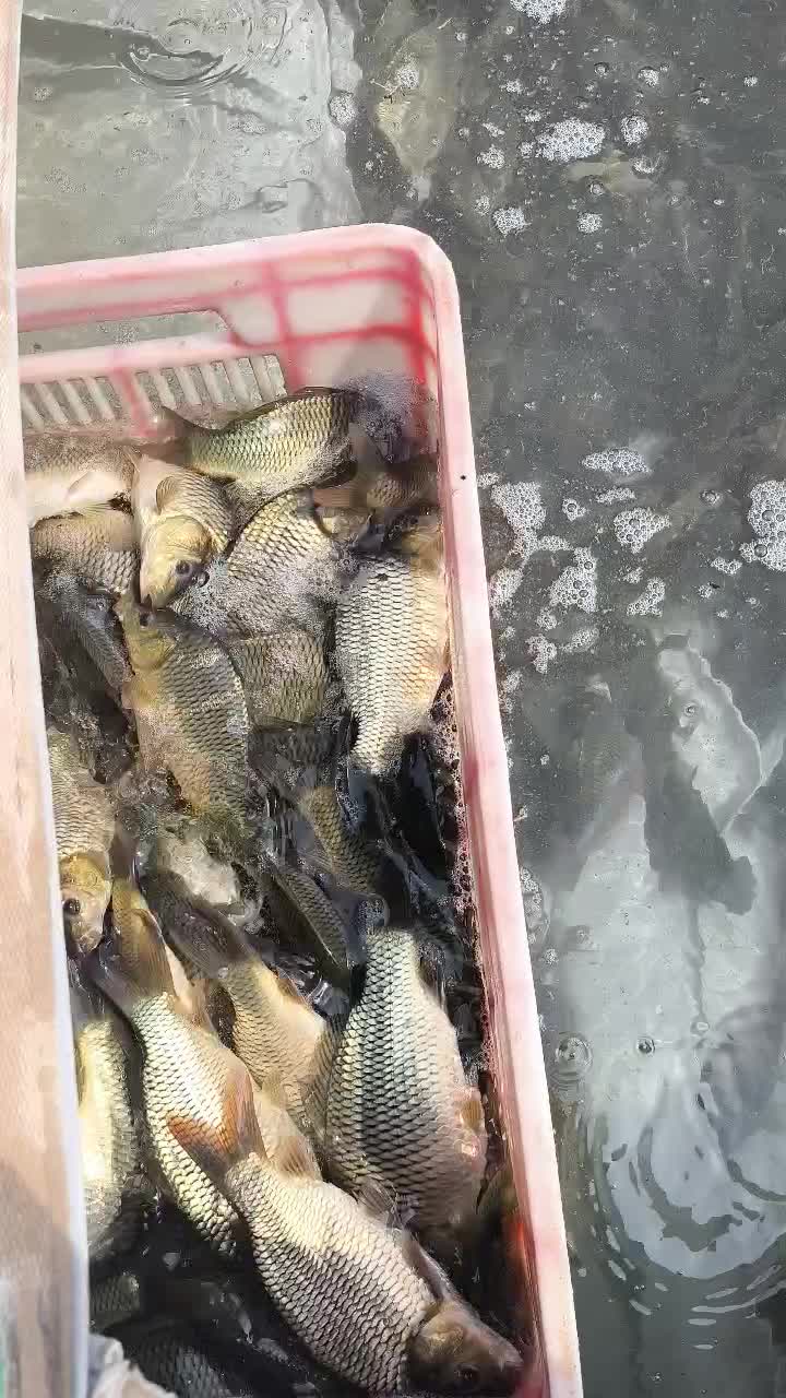 بچه ماهی کپور امور بیگهد قزل شیربت بنی|ماهی|شوشتر, |دیوار