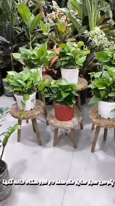 پتوس سبز سایز متوسط|گل و گیاه طبیعی|بندرعباس, |دیوار