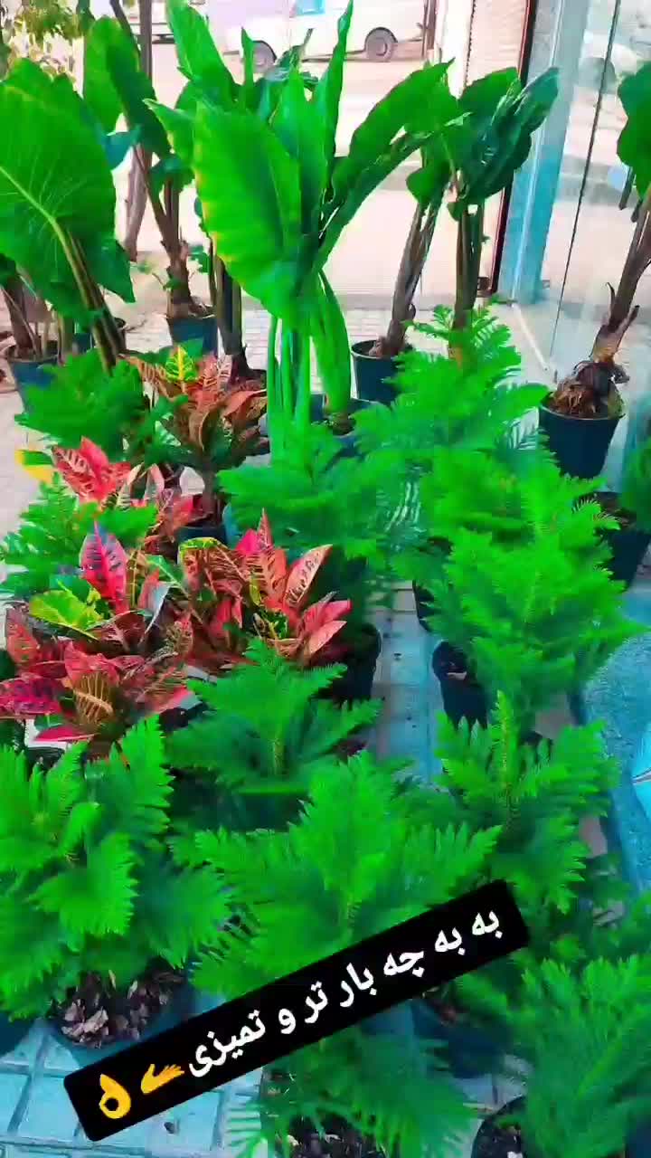 گل پروانه ای|گل و گیاه طبیعی|کرمانشاه, |دیوار