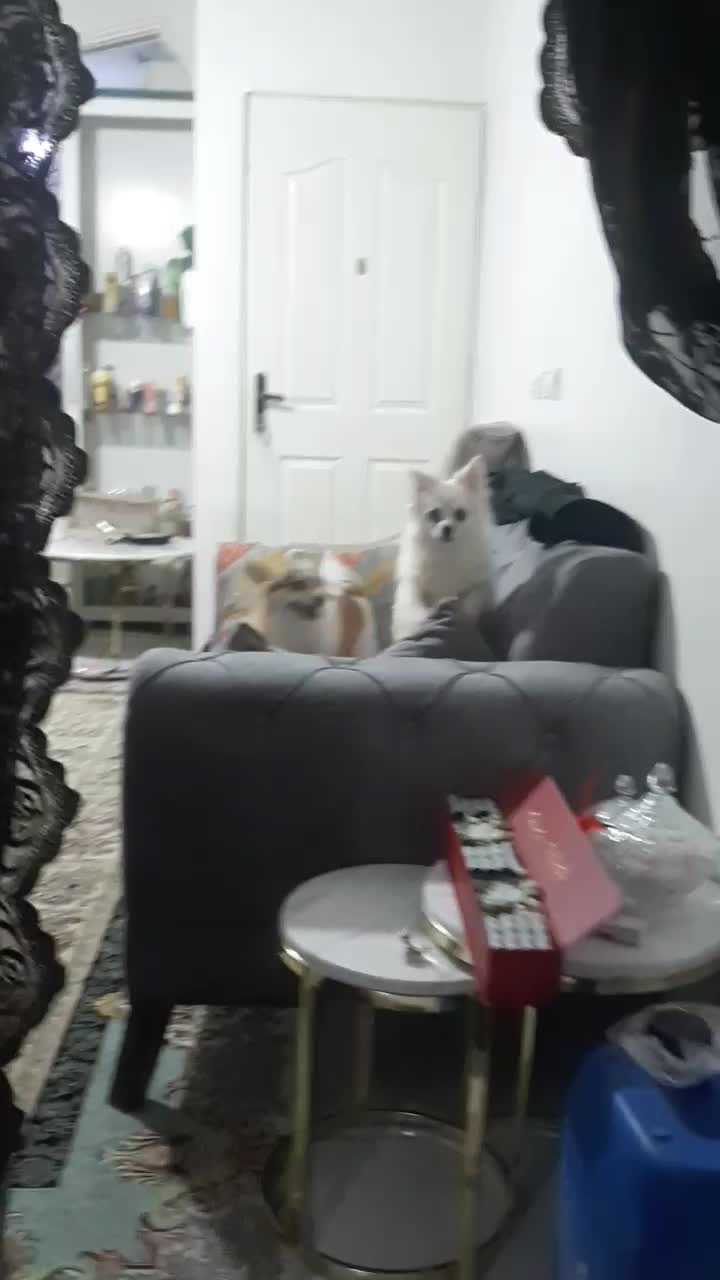 سگ پامر|سگ|ملارد, |دیوار