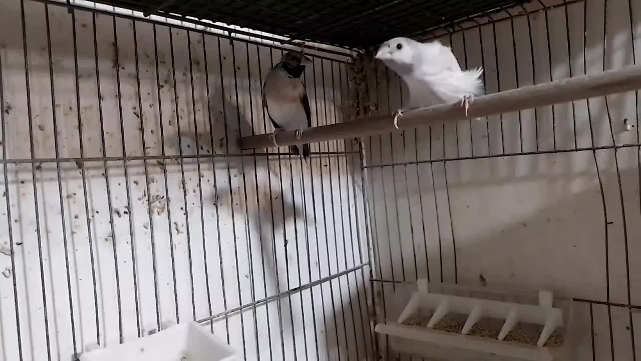 فنچ گلدین|پرنده|رشت, تازه آباد|دیوار