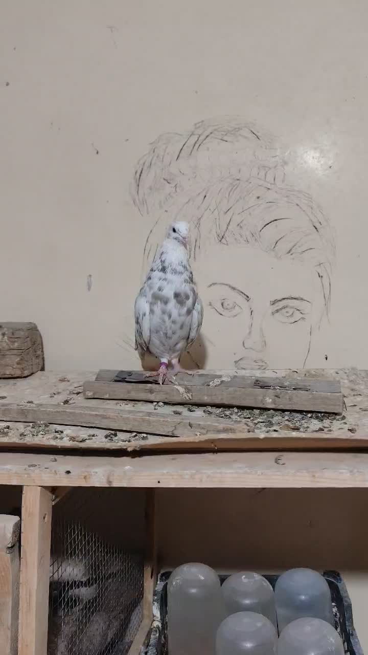 نرکوهی دمپاک جوان|پرنده|شوشتر, |دیوار