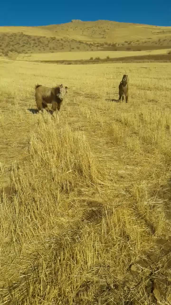 بز  با بزغاله نر|حیوانات مزرعه|سنندج, |دیوار