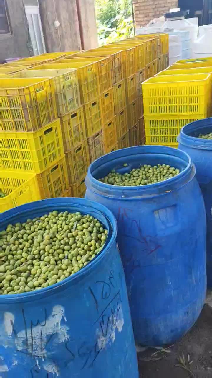 فروش کلی و جزئی زیتون کنسروی در زیتون سرای|عمدهفروشی|تهران, خاک سفید|دیوار