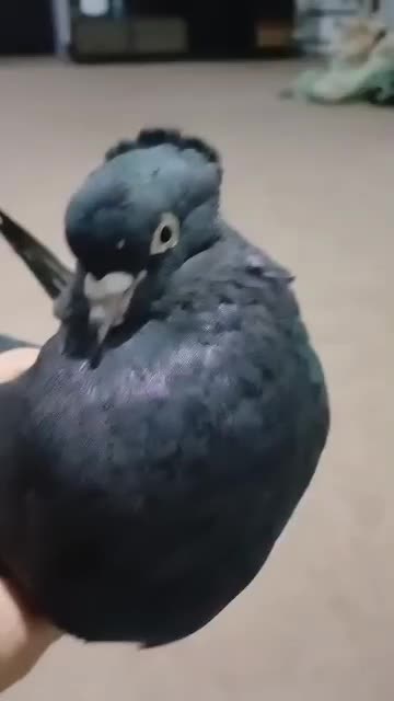 کبوتر سیاه بوشهری|پرنده|اهرم, |دیوار