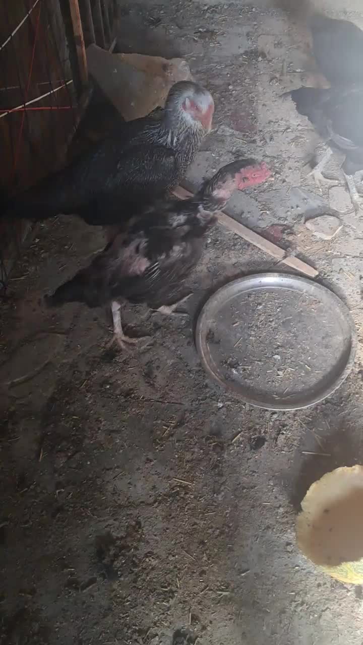 چند عدد جوجه خروس و مرغ دورگ لاری درجه یک|حیوانات مزرعه|تویسرکان, |دیوار