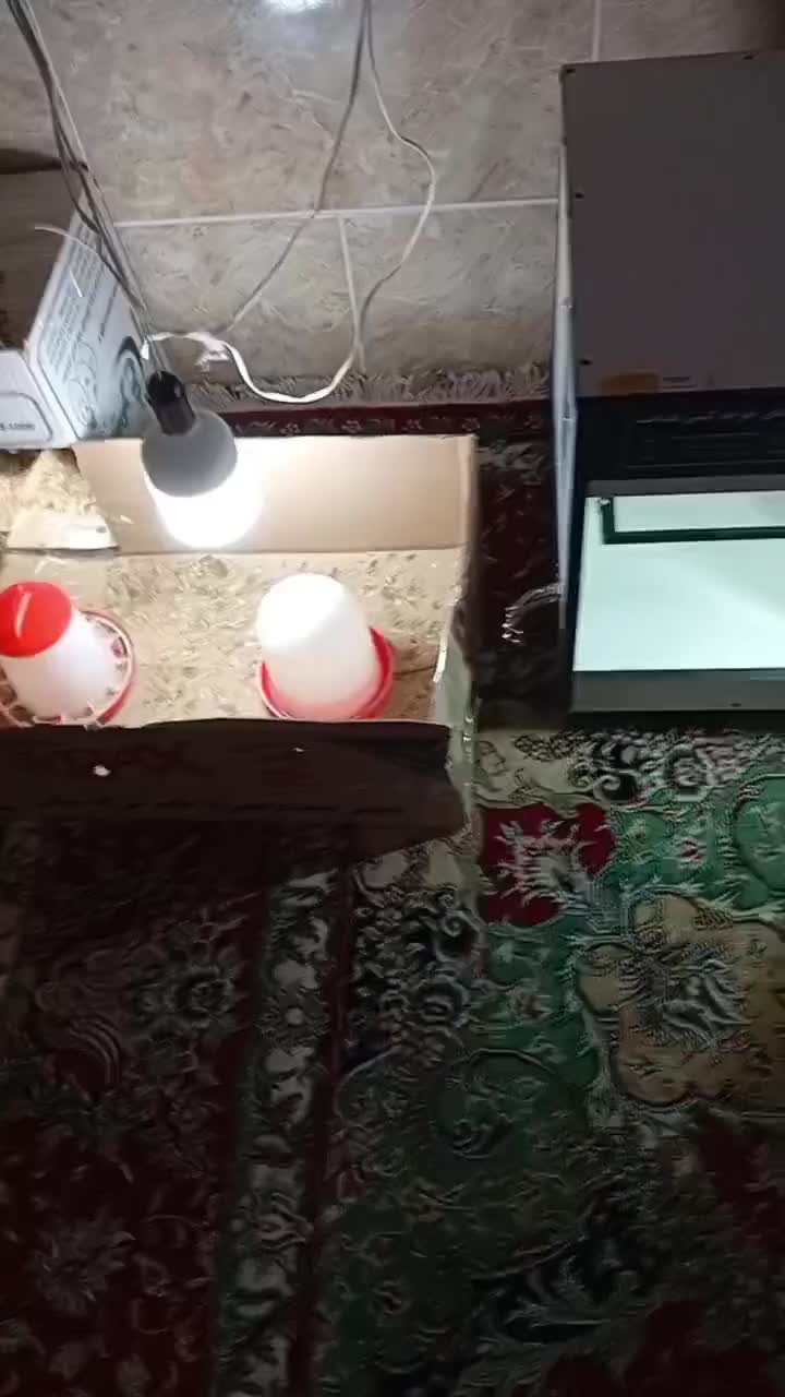 دستگاه جوجه کشی «نو شــرکتـی)))HDAYT|لوازم جانبی حیوانات|ساری, |دیوار