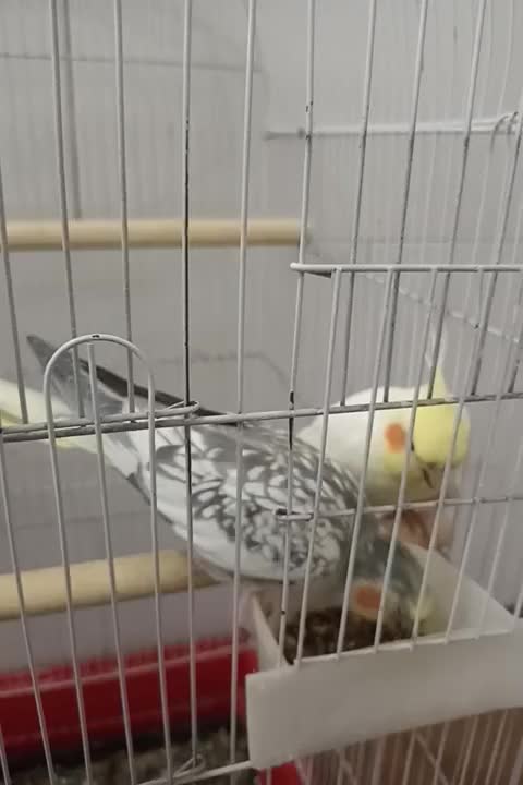 عروس هلندی|پرنده|برازجان, |دیوار