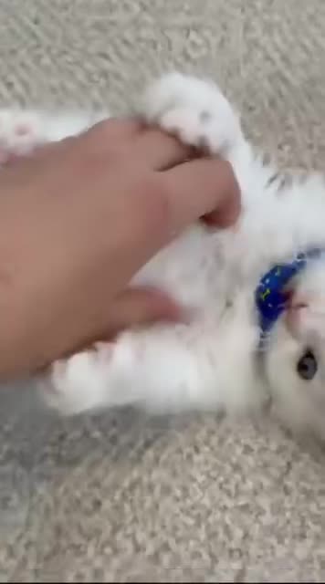 گربه پرشین|گربه|فومن, |دیوار