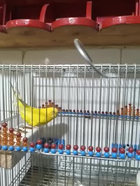 مرغ عشق|پرنده|شیراز, تندگویان|دیوار